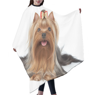 Personality  Beatiful Dog With Bow Hair Cutting Cape