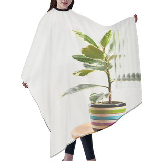 Personality  Plant With Light Green Leaves In Colorful Flowerpot On Wooden Bar Stool On White Background Behind Reed Glass  Hair Cutting Cape