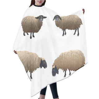 Personality  Set Of Vector Sheeps Hair Cutting Cape