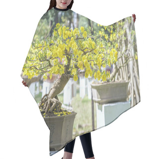 Personality  Apricot Bonsai Tree Blooming In Spring  Hair Cutting Cape
