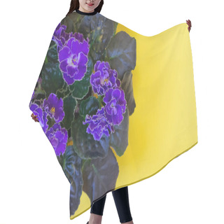 Personality  Blooming Bright Purple African Violet Flower On Yellow  Background, Top View With Copy Space Hair Cutting Cape