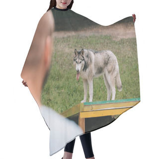 Personality  Selective Focus Of Man With Siberian Husky Dog In Obedience Class Hair Cutting Cape