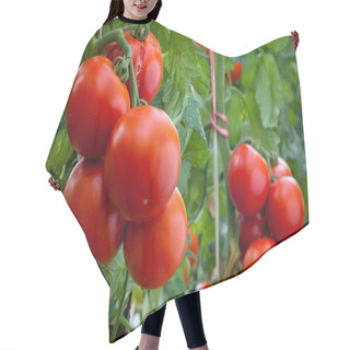 Personality  Growth Ripe Tomato Hair Cutting Cape