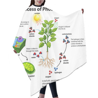 Personality  Diagram Showing Process Of Photosynthesis With Plant And Cells Illustration Hair Cutting Cape