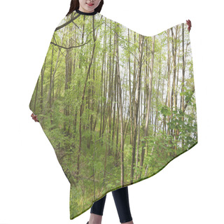 Personality  Green And Leafy Trees In Forest Thick Hair Cutting Cape