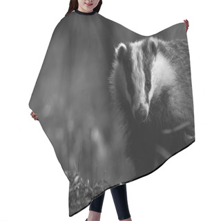 Personality  British Badger Close Up Hair Cutting Cape