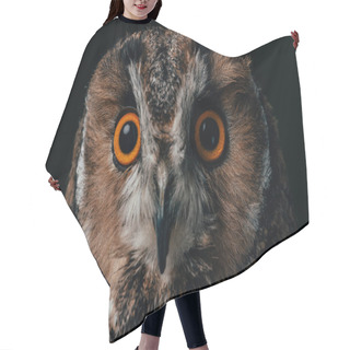 Personality  Close Up View Of Wild Owl Muzzle Isolated On Black Hair Cutting Cape