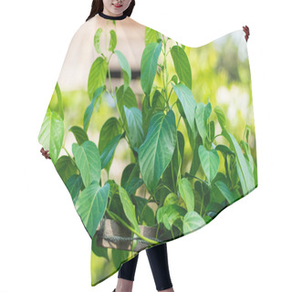 Personality  Gurmar Medicinal Plant Hair Cutting Cape