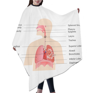 Personality  Respiratory System Hair Cutting Cape