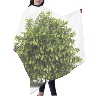 Personality  Common Hazel Bush Isolated On White Background Hair Cutting Cape