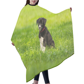 Personality  Cute And Adorable Border Collie Puppy Playing In The Park. Beautiful Green Lawn, Green Grass Background. Hair Cutting Cape