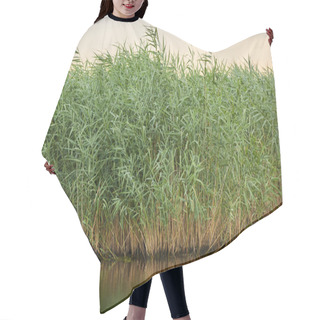 Personality   Reeds And Lake In The Evening Hair Cutting Cape