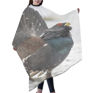 Personality  Close Up Capercaillie Wood Grouse Hair Cutting Cape