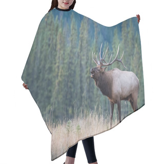 Personality  Bull Elk In The Wild Hair Cutting Cape