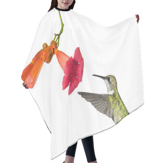 Personality  Hummingbird And The Flower Of A Trumpet Vine Hair Cutting Cape