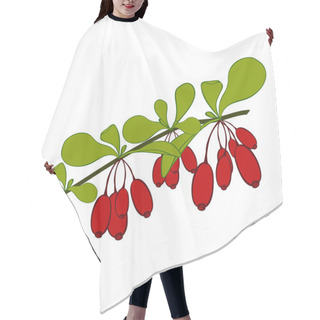 Personality  Barberries Branch  On White Background. Hand Drawn Berries. Vector Illustration. Hair Cutting Cape