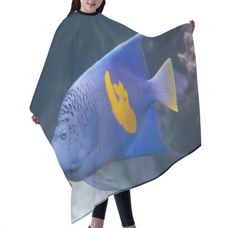 Personality  Yellowband Angelfish (Pomacanthus Maculosus). Hair Cutting Cape