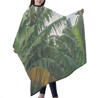 Personality  Green And Fresh Palm Tree Leaves Against Sky Hair Cutting Cape