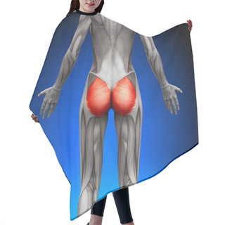 Personality  Glutes Gluteus Maximus - Female Anatomy Muscles Hair Cutting Cape