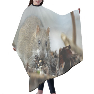 Personality  Wild Rats Foraging In The Woods Hair Cutting Cape