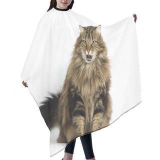 Personality  Angora Domestic Cat, Male Sitting Against White Background   Hair Cutting Cape