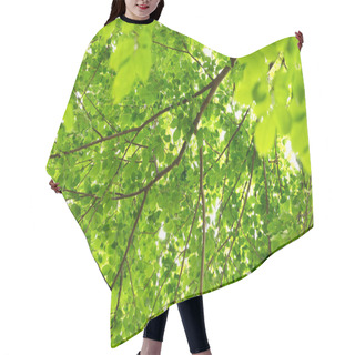 Personality  Natural Green Leaves For Background. Safe World And Ecology Concept. Hair Cutting Cape