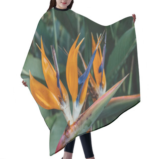 Personality  Exotic Strelitzia Flowers In Greenhouse Setting, The Exotic Beauty Of Bird Of Paradise Strelitzia Reginae Flowers, Showcasing Their Vibrant Orange And Blue Petals Hair Cutting Cape
