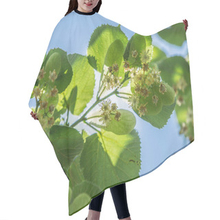 Personality  Linden Tree In Blossom. Nature Background. Hair Cutting Cape