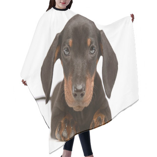 Personality  Lovely Puppy Dachshund Waching In White Studio Hair Cutting Cape