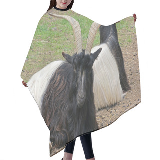 Personality  Resting Valais Blackneck Goats Hair Cutting Cape