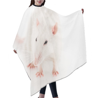 Personality  White Rat On White Background With Copy Space In New Year  Hair Cutting Cape