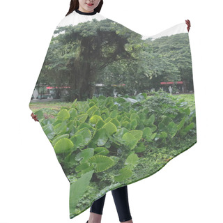 Personality  Giant Taro -Alocasia Macrorrhizos- Plant Bed In The Isla Josefina Island Protected Natural Landscape Of The Almendares River Park, Important City's Lung Bursting With Lush Greenery. Havana-Cuba. Hair Cutting Cape