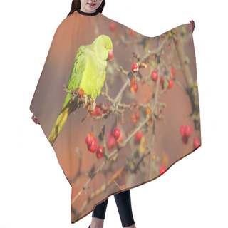 Personality  Rose-ringed Parakeet  Hair Cutting Cape