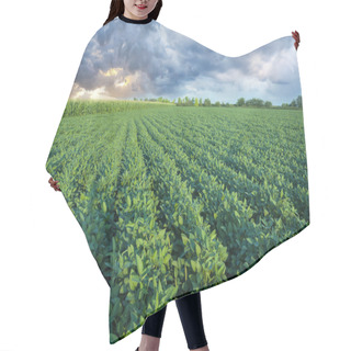 Personality  Soy Field With Rows Of Soya Bean Plants Hair Cutting Cape