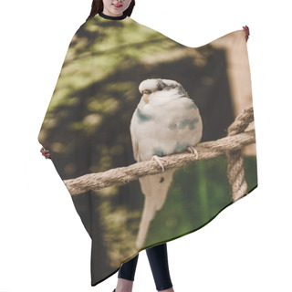 Personality  Selective Focus Of Parrot Sitting On Rope  Hair Cutting Cape