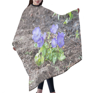 Personality  A Delicate Purple Flower In A Flower Bed. The Carpathian Bell Hair Cutting Cape