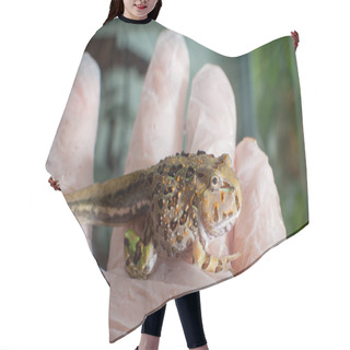 Personality  The Brazilian Horned Froglet Sitting On Hand Hair Cutting Cape