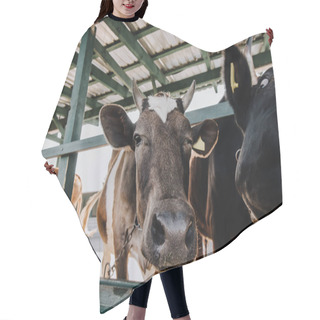 Personality  Portrait Of Domestic Beautiful Cow Standing In Stall At Farm Hair Cutting Cape