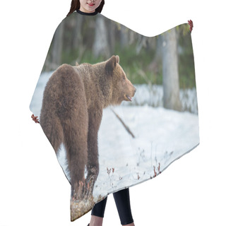 Personality  Young Brown Bear Hair Cutting Cape