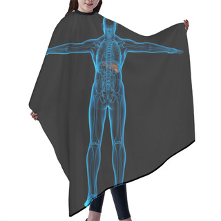 Personality  Anatomy Of Human Liver In X-ray View - Back View Hair Cutting Cape