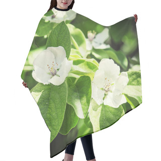 Personality  Natural Background With Apple Blossoms Hair Cutting Cape