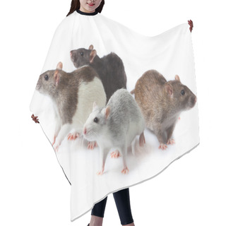 Personality  Rats Isolated Hair Cutting Cape