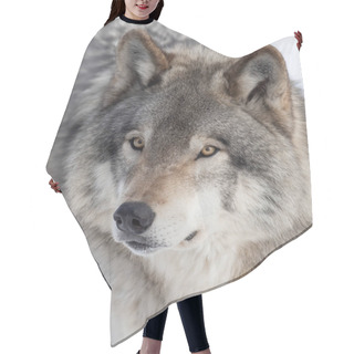 Personality  Timber Wolf Or Grey Wolf Portrait Closeup In Winter Snow In Canada Hair Cutting Cape