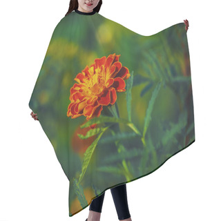 Personality  A Vibrant Marigold Flower With Rich Orange And Red Petals, Surrounded By A Soft Focus Green Background; Ideal For Gardening Or Nature Themes. Hair Cutting Cape