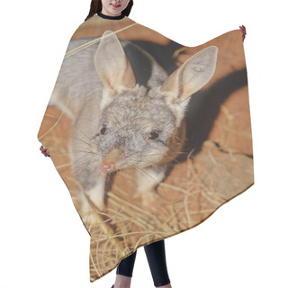 Personality  Macrotis Is A Genus Of Desert-dwelling Marsupial Omnivores Known As Bilbies Or Rabbit-bandicoots; They Are Members Of The Order Peramelemorphia. Hair Cutting Cape