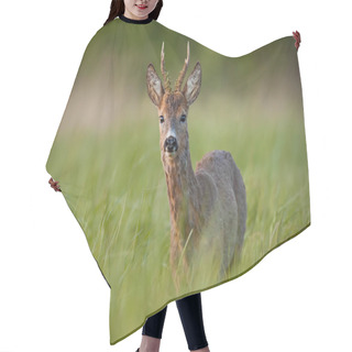 Personality  Roe Deer, Capreolus Capreolus, Buck In Spring At Sunset. Hair Cutting Cape