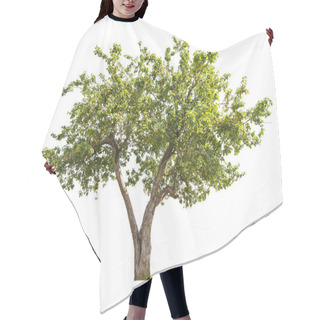 Personality  Isolated Apple-tree With Small Fruits Hair Cutting Cape