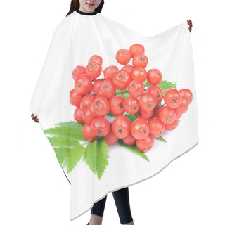 Personality  Red Rowan (Mountain-Ash) Berries Isolated On White Background Hair Cutting Cape