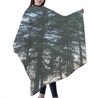 Personality  Silhouettes Of Pine Tree Forest With Sunset Sky On Background Hair Cutting Cape
