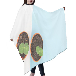 Personality  New Plant Okra Seeding In Orange Nursery Pots  Set Together Over Blue And White Background,flat Lay Hair Cutting Cape